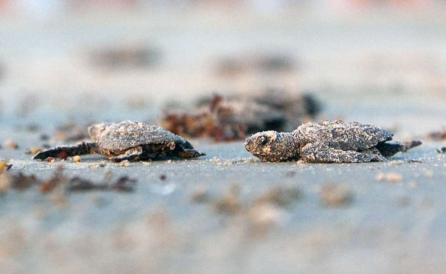 湖北60万吨煤制乙二醇三大主体装置陆续开工【火狐电竞】(图1) 火狐电竞官方网站