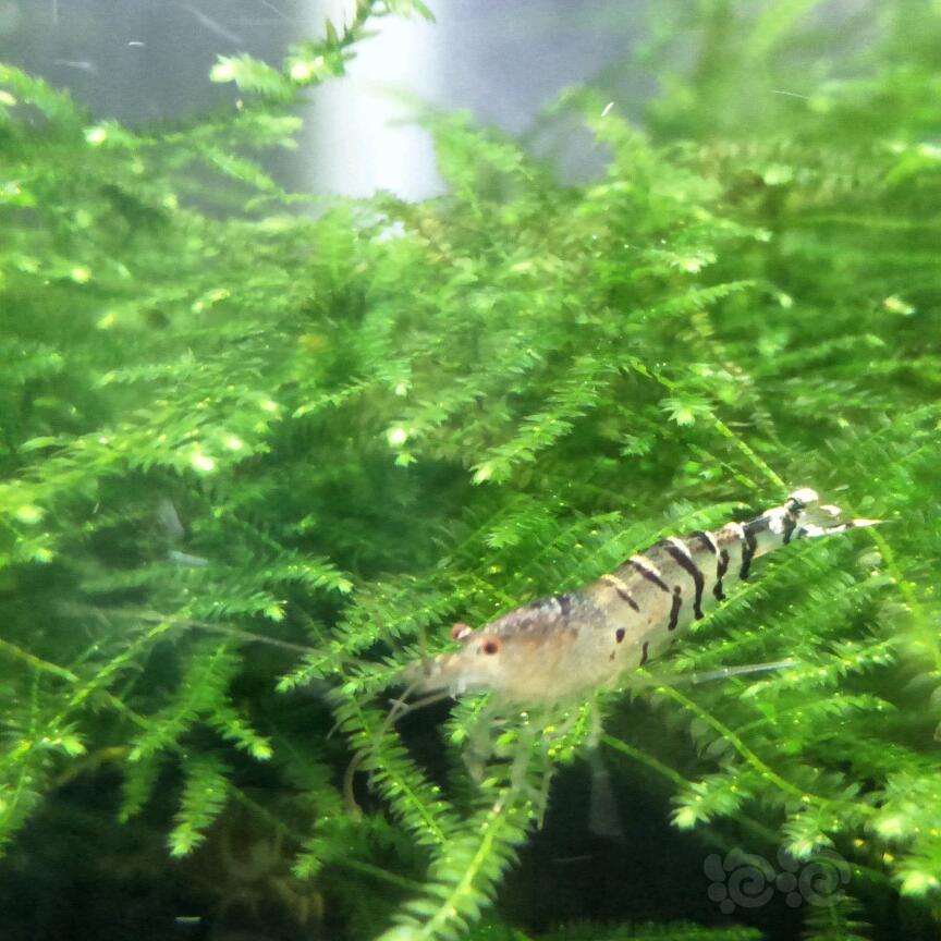 4月份央企熔喷布日产能预计将超70吨|火狐电竞官网(图3) 火狐电竞官方网站